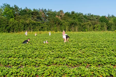 Nottingham, United Kingdom - June 27 2019: Fresh strawberry plants in the farm landscape, Rural farm with strawberries bush, Strawberry fruits on the branch, Agriculture farm of the strawberry field of biotechnology.のeditorial素材