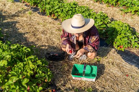 Nottingham, United Kingdom - June 27 2019: Fresh strawberry plants in the farm landscape, Rural farm with strawberries bush, Strawberry fruits on the branch, Agriculture farm of the strawberry field of biotechnology.のeditorial素材