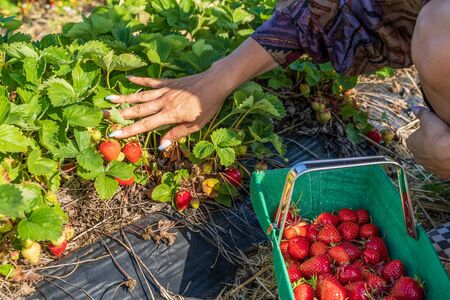 Fresh strawberry plants in the farm landscape, Rural farm with strawberries bush, Strawberry fruits on the branch, Agriculture farm of the strawberry field of biotechnology.の写真素材