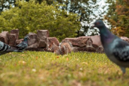 Cute little squirrel in the park with a pigeon surrounded.の写真素材