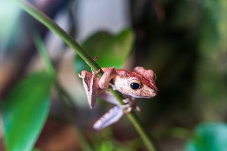 RIGA, LATVIA - AUGUST 16, 2019: File-eared Tree Frog at Riga National Zoological Garden, Zoo Mezaparks Riga Latvia Europeの写真素材