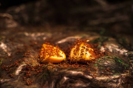 RIGA, LATVIA - AUGUST 16, 2019: Red Leaf cutter Ants at Riga National Zoological Garden, Zoo Mezaparks Riga Latvia Europeの写真素材