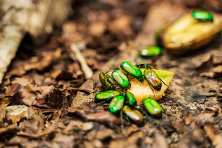 RIGA, LATVIA - AUGUST 16, 2019: Neon green Flower Beetle at Riga National Zoological Garden, Zoo Mezaparks Riga Latvia Europeの写真素材