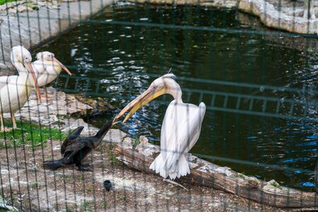 RIGA, LATVIA - AUGUST 16, 2019: East Great Cormorant and white Pelican Riga National Zoological Garden, Zoo Mezaparks Riga Latvia Europeのeditorial素材