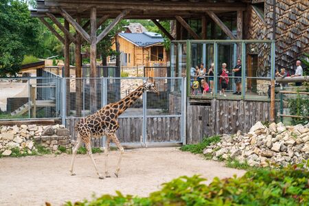 RIGA, LATVIA - AUGUST 16, 2019: Giraffes at Riga National Zoological Garden, Zoo Mezaparks Riga Latvia Europeのeditorial素材