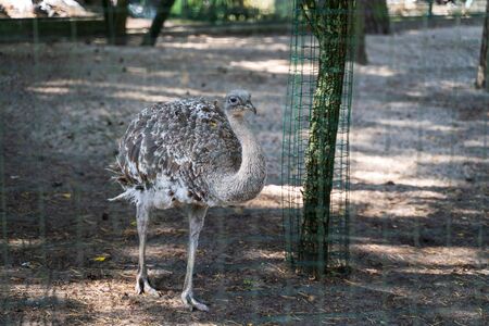 RIGA, LATVIA - AUGUST 16, 2019: Grey Emu bird at Riga National Zoological Garden, Zoo Mezaparks Riga Latvia Europeのeditorial素材