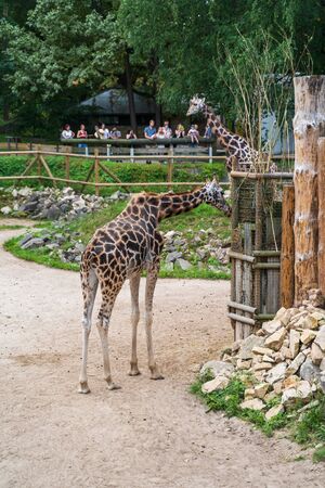 RIGA, LATVIA - AUGUST 16, 2019: Giraffes at Riga National Zoological Garden, Zoo Mezaparks Riga Latvia Europeのeditorial素材