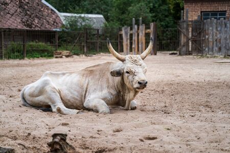RIGA, LATVIA - AUGUST 16, 2019: Hungarian Grey Cattle at Riga National Zoological Garden, Zoo Mezaparks Riga Latvia Europeのeditorial素材