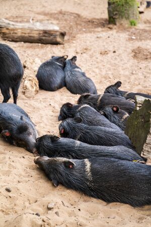 RIGA, LATVIA - AUGUST 16, 2019: Collared Peccary at Riga National Zoological Garden, Zoo Mezaparks Riga Latvia Europeのeditorial素材
