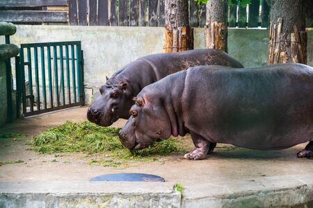RIGA, LATVIA - AUGUST 16, 2019: Hippopotamus eating at Riga National Zoological Garden, Zoo Mezaparks Riga Latvia Europeのeditorial素材