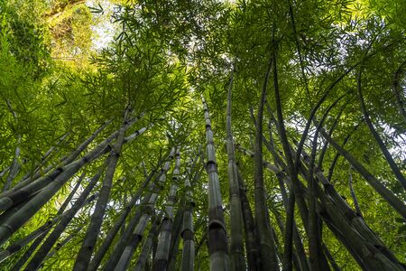 Bamboos near Wat Suwan Kuha or Cave Temple, Buddha Cave in Phang Nga, Thailand, South East Asiaの写真素材