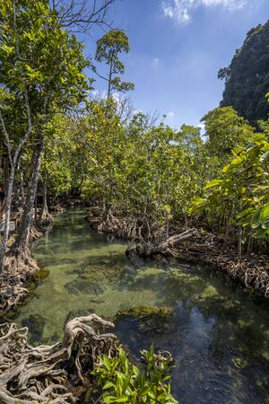 Tha Pom Klong Song Nam national park, Krabi Province, Thailand, South East Asiaの写真素材