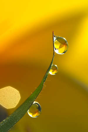 Flowers in the drops of dew on the green grass. Nature backgroundの写真素材