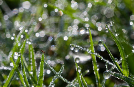 Background of a fresh green grass with water drops. Close-up - Imageの写真素材