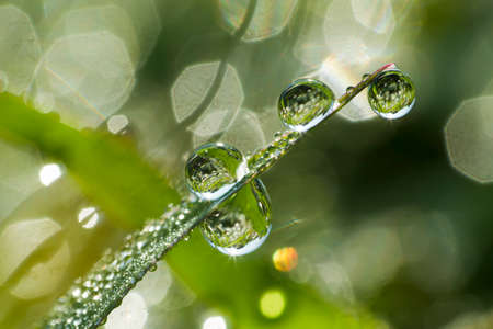 Background of a fresh green grass with water drops. Close-up - Imageの写真素材