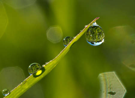 Background of a fresh green grass with water drops. Close-up - Image