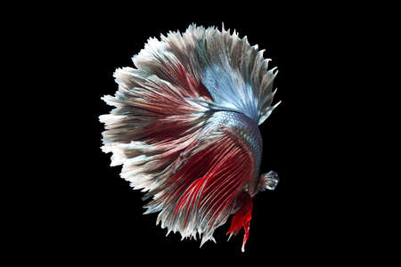 The moving moment beautiful of betta fish on white background