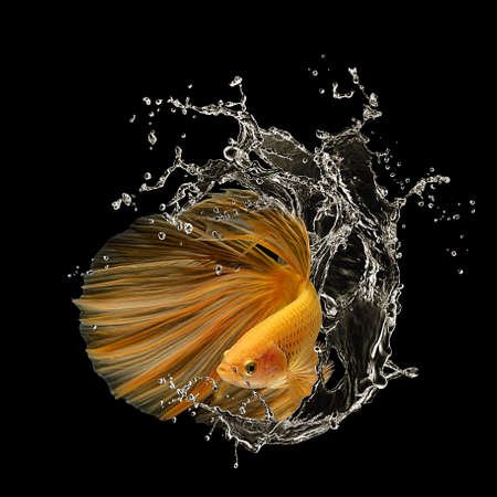 Capture the moving moment of white siamese fighting fish isolated on black backgroundの写真素材