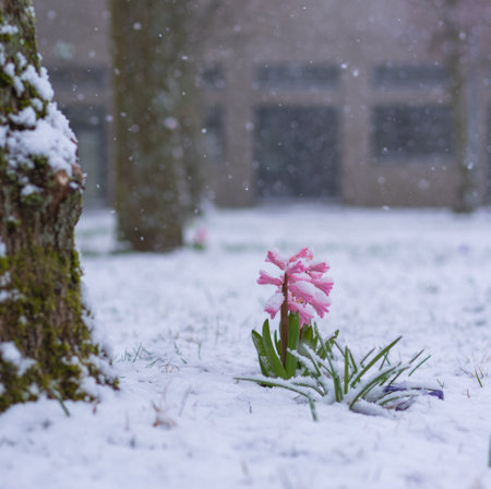 Snowing in spring and covering the blooming flowers