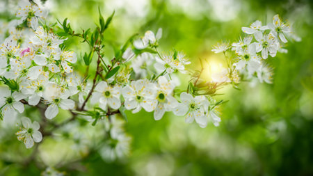 Beautiful spring blossom background with bokeh and sun raysの素材