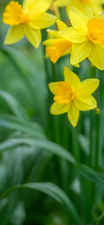 Yellow daffodils in the spring garden. Shallow depth of field.の素材