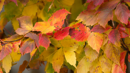Autumn leaves background. Autumn leaves background. Autumn leaves background.の素材