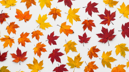 Autumn maple leaves on white background. Flat lay, top viewの素材