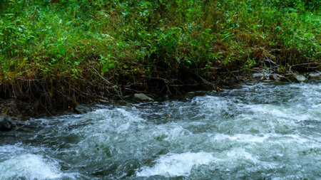 Streaming water in a small river in summer forest. natural backgroundの素材