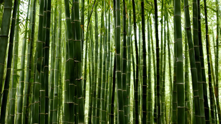 Bamboo forest in the morning light. Natural background and texture.の素材