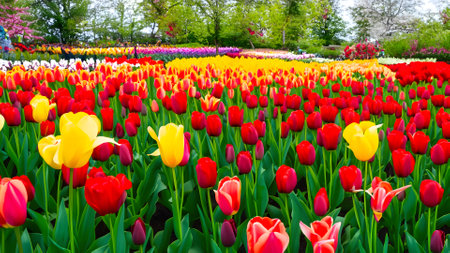 Colorful tulip field in Keukenhof garden in Netherlandsの素材