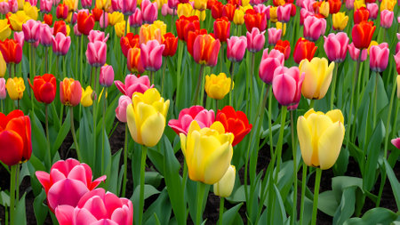 Colorful tulip flowers blooming in the garden, spring backgroundの素材