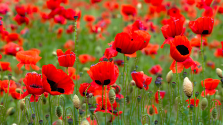 Field of red poppies with selective focus and shallow depth of fieldの素材