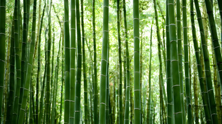 Green bamboo forest in Arashiyama, Kyoto, Japan.の素材
