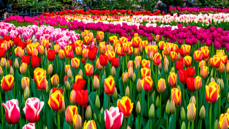 Colorful tulip flowers bloom in the garden  in spring seasonの素材