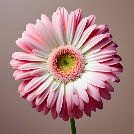 Pink gerbera flower isolated on white background. close up