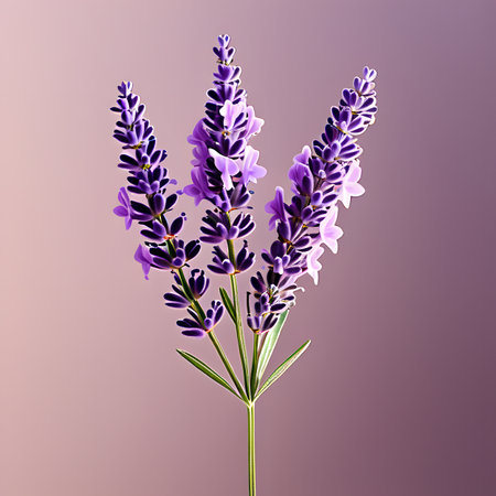 Lavender flowers on a purple background. Lavandula officinalis.の素材