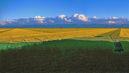 agricultural field in the countryside in the evening, aerial viewの素材