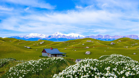Panoramic view of the alpine meadow with white daffodils and snow-capped mountains in the backgroundの素材