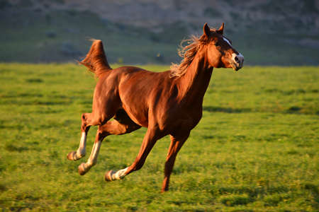 Chestnut Arabian Horse running gallop on pastureの写真素材