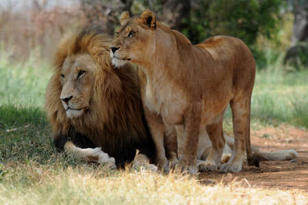 Lion and lioness sitting on grass, South Africaの写真素材