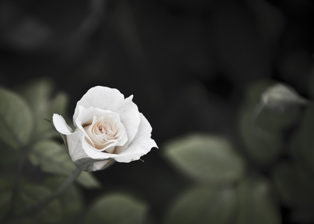 Dark Roseの写真素材