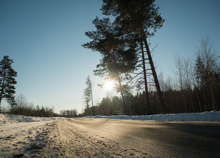 Winter road near the pines on a sunny roadの写真素材