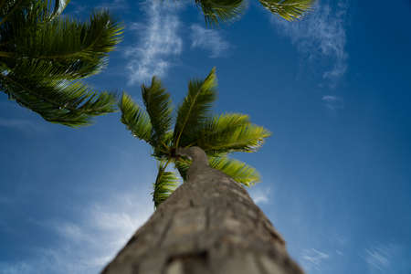 Lonely palm tree on a blue backgroundの写真素材