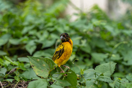 Yellow bird on a background of green foliageの写真素材