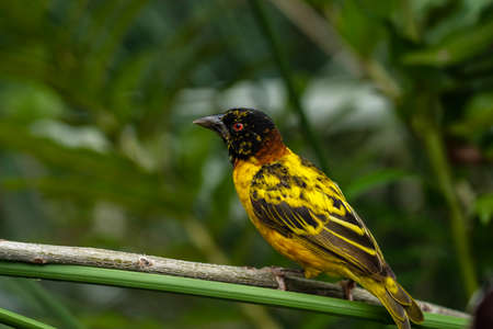 Yellow bird on a background of green foliageの写真素材