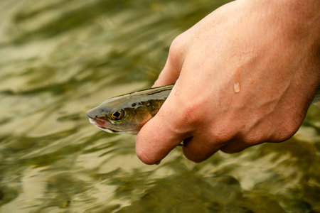 Close-up of a hand releasing a fish into the water