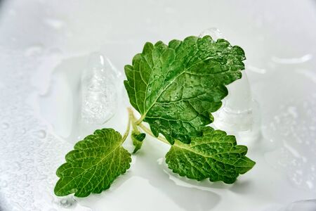 Mint leaves on a white background next to melting pieces of ice.