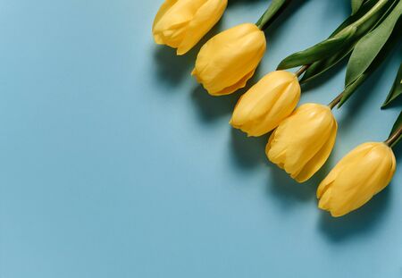 A bouquet of yellow tulips lie on a blue background.