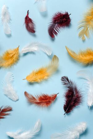 Many colored feathers lie on a light blue background, casting a shadow of light.