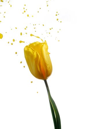 Yellow tulip in a spray of yellow paint Isolated on a white background. Spring flower splashes of paint.の写真素材